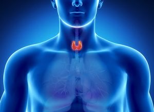Drawing of man where you can see through the body and the thyroid gland is in red